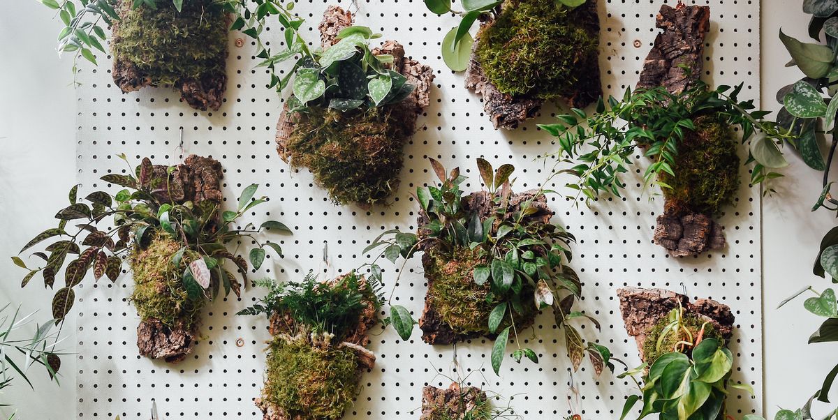 Mọi thứ bạn sẽ cần biết về việc tạo một bức tường thực vật
